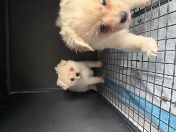 Sağlıklı Pomeranian Spitz