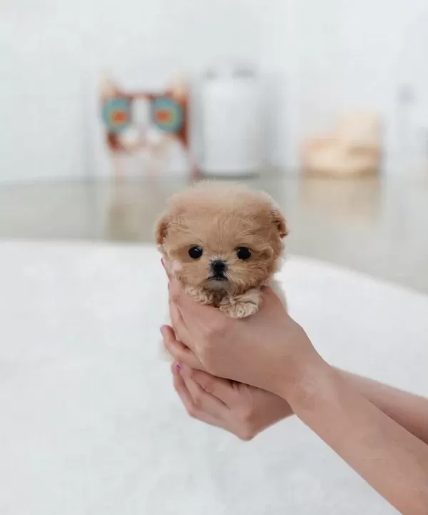 Kore Teacup Egitimli Yavrularimiz