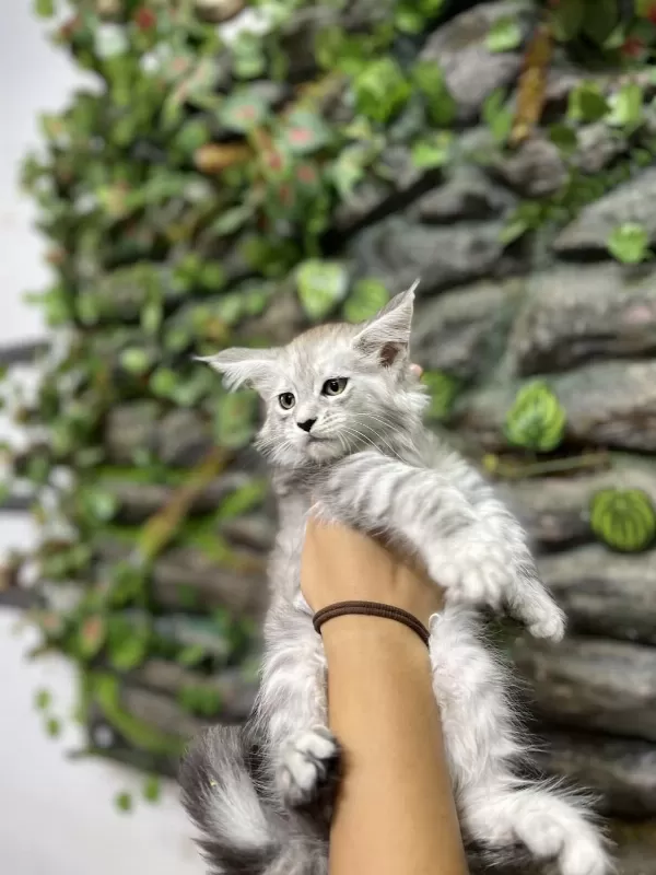 Şecereli Üretim İzinli Maine Coon Yavrular