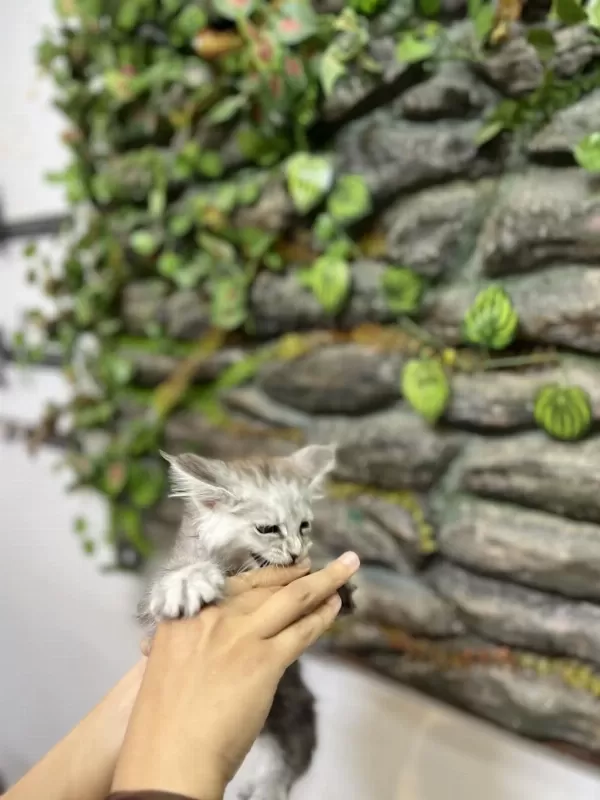 Şecereli Üretim İzinli Maine Coon Yavrular