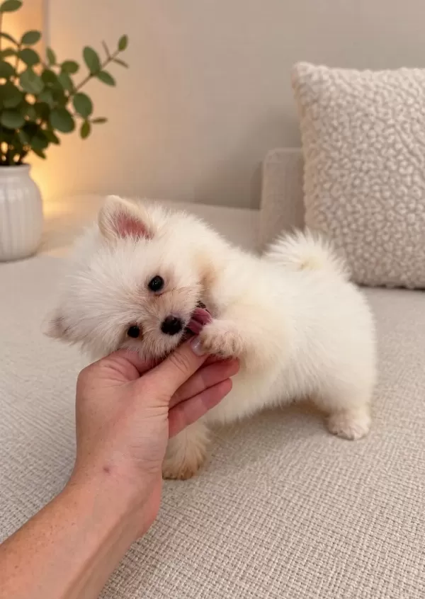 Pomeranian Teacup Bebeğimiz