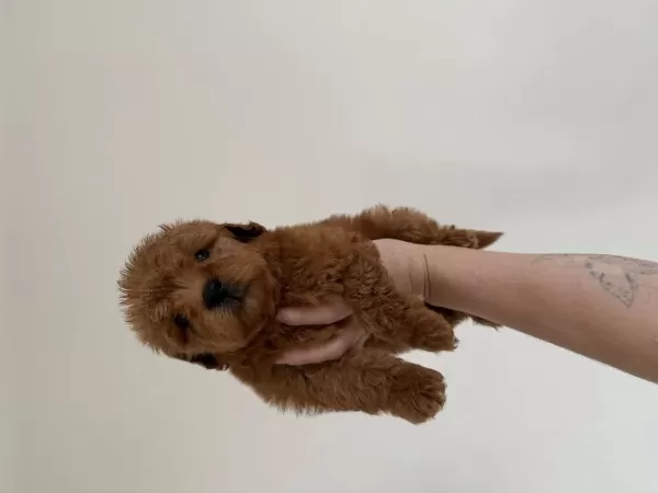 Maltipoo Redbrown Dişi
