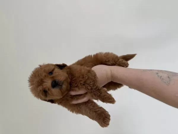 Maltipoo Redbrown Dişi