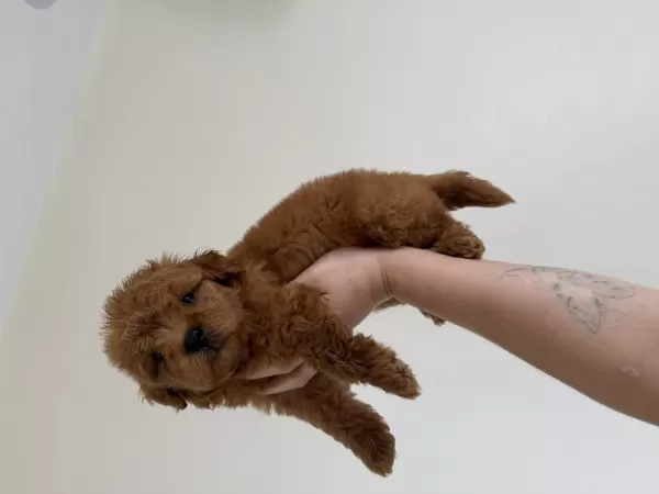Maltipoo Redbrown Dişi
