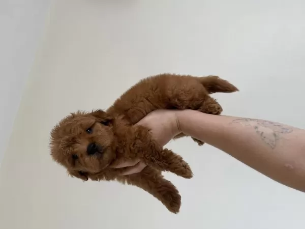 Maltipoo Redbrown Dişi