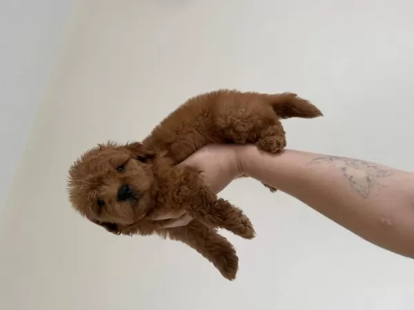 Maltipoo Redbrown Dişi