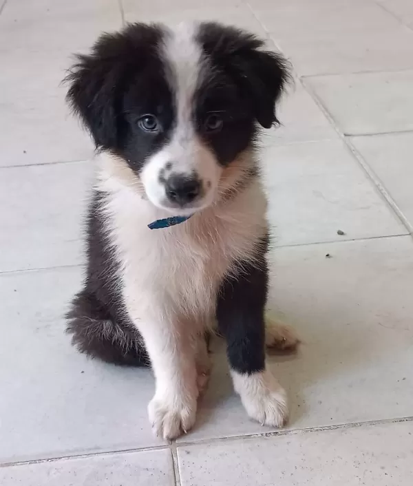 Zeki Sağlıklı Ve Irk Garantili Border Collie Yavruları
