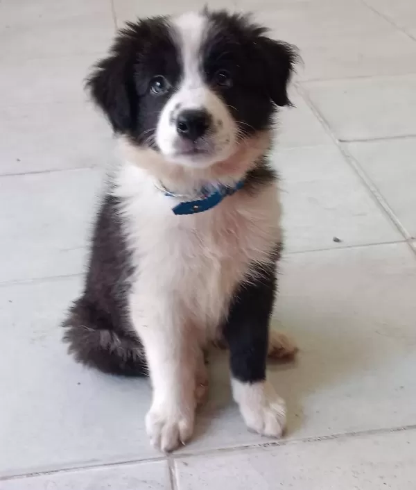 Zeki Sağlıklı Ve Irk Garantili Border Collie Yavruları