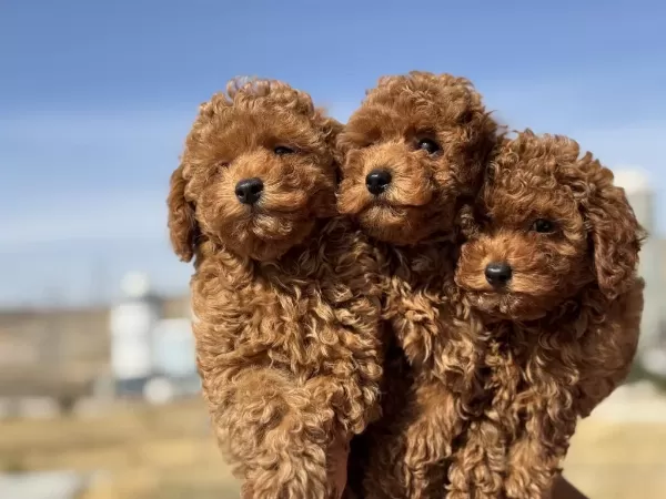 Ankaranın En Elit Toy Poodle Yavruları