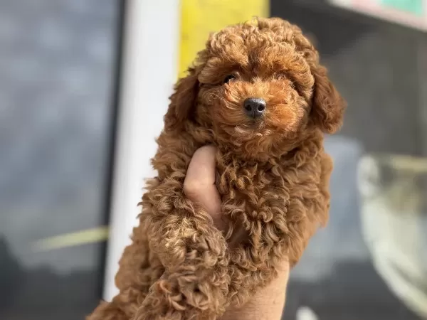 Ankaranın En Elit Toy Poodle Yavruları