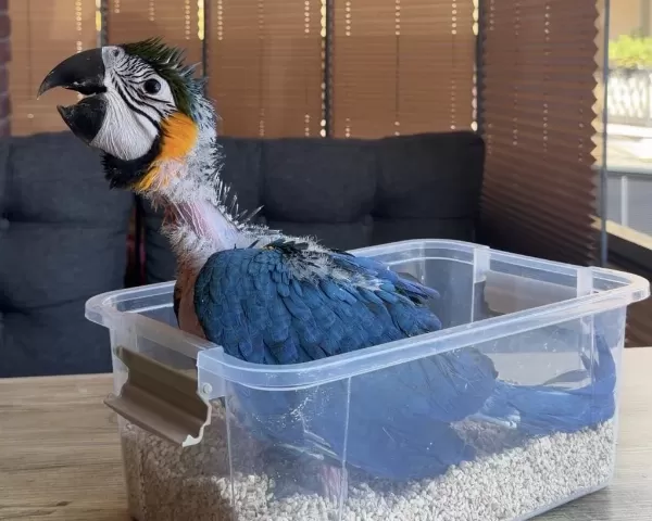 Yasal Belgeli Bebek Yavru Sarilacivert Macaw Papağani