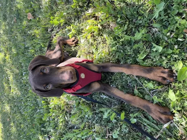 3.5 Aylık Safkan Kızıl Doberman Erkek