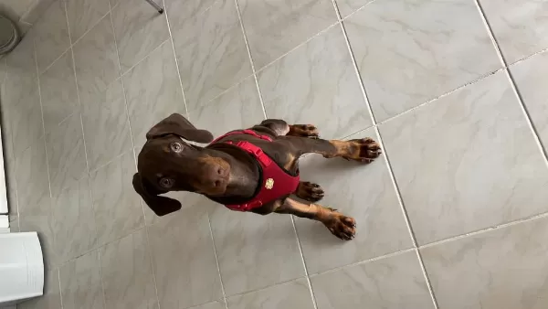 3.5 Aylık Safkan Kızıl Doberman Erkek
