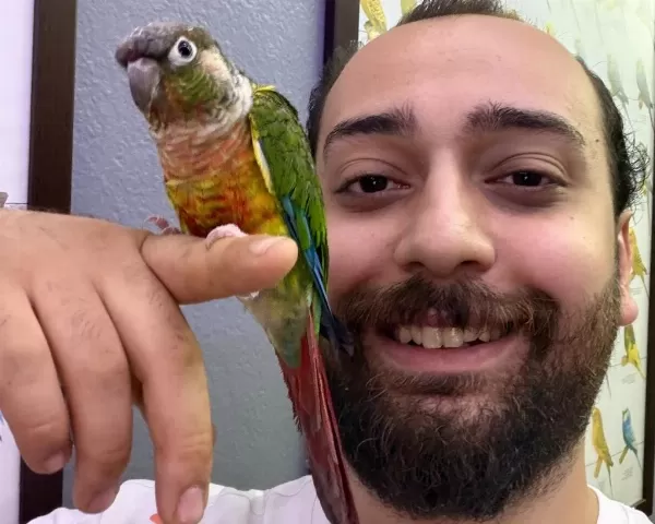 Konur Papağanı Full Evcil Eğitimli Konuşan