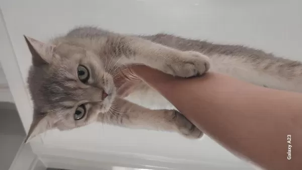 7 Aylık 2 Erkek British Shorthair