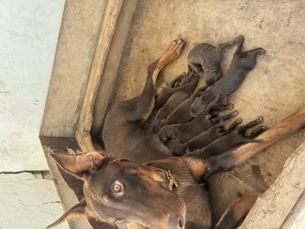 Doberman Köpeklerimiz
