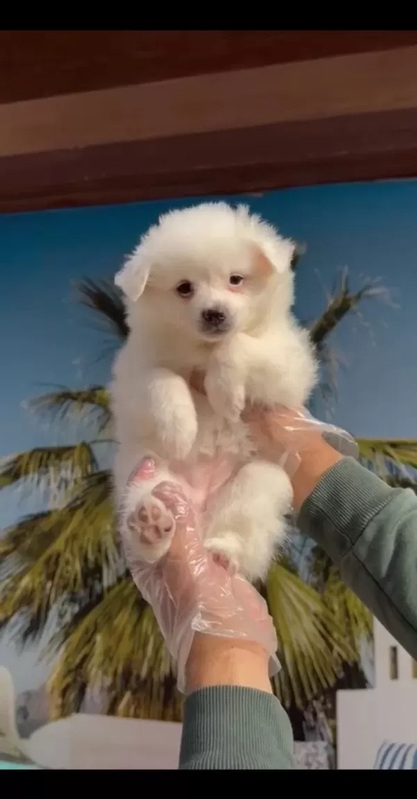 Pomeranian Spitz Yavrular
