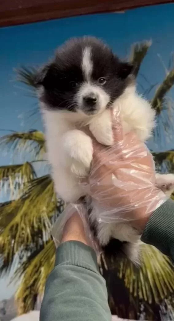 Pomeranian Spitz Yavrular