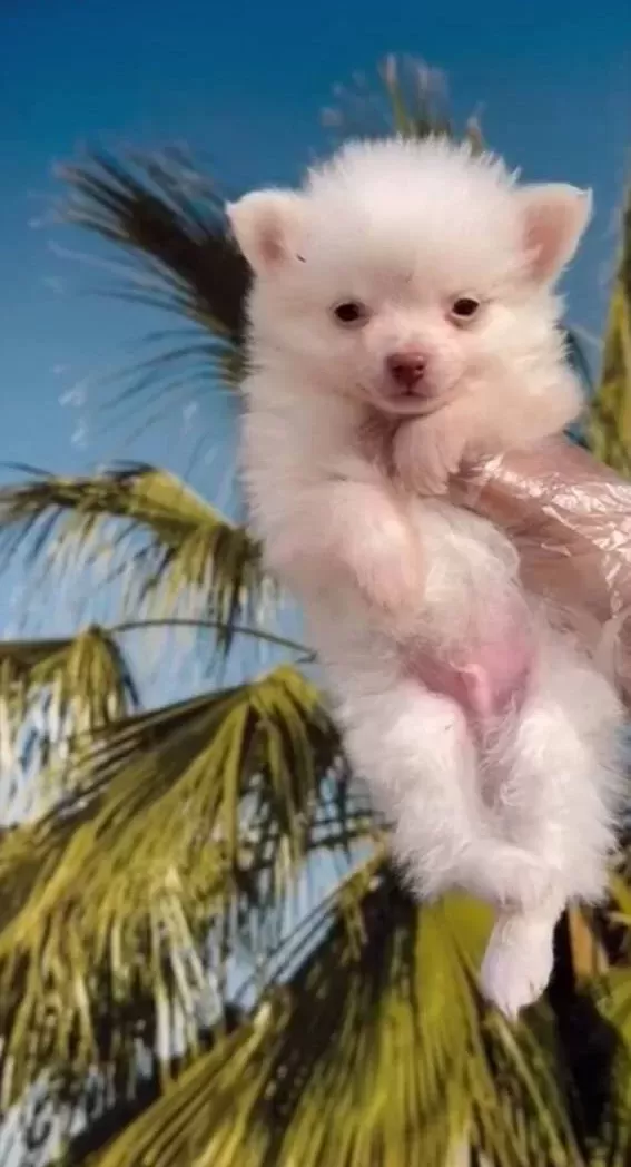 Pomeranian Spitz Yavrular