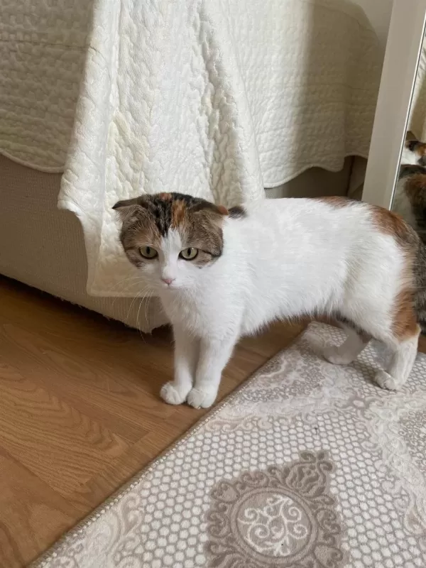 Sağlıklı Kedimiz Hürrem