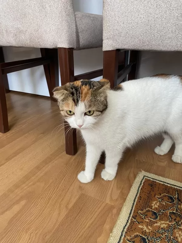 Sağlıklı Kedimiz Hürrem