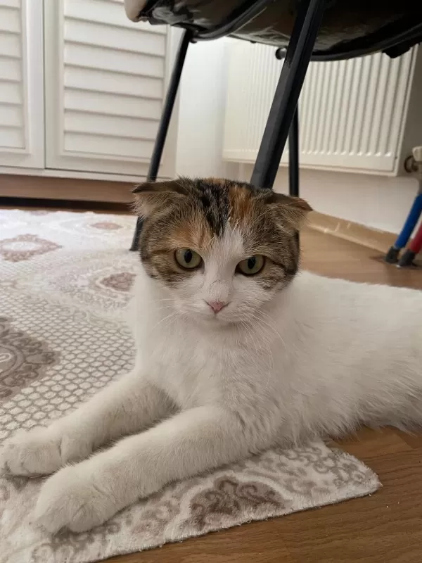 Sağlıklı Kedimiz Hürrem