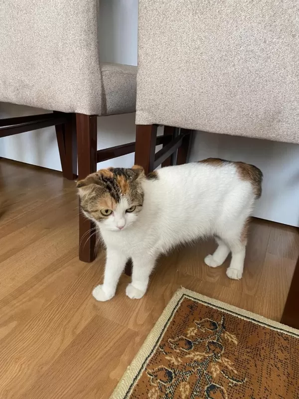 Sağlıklı Kedimiz Hürrem