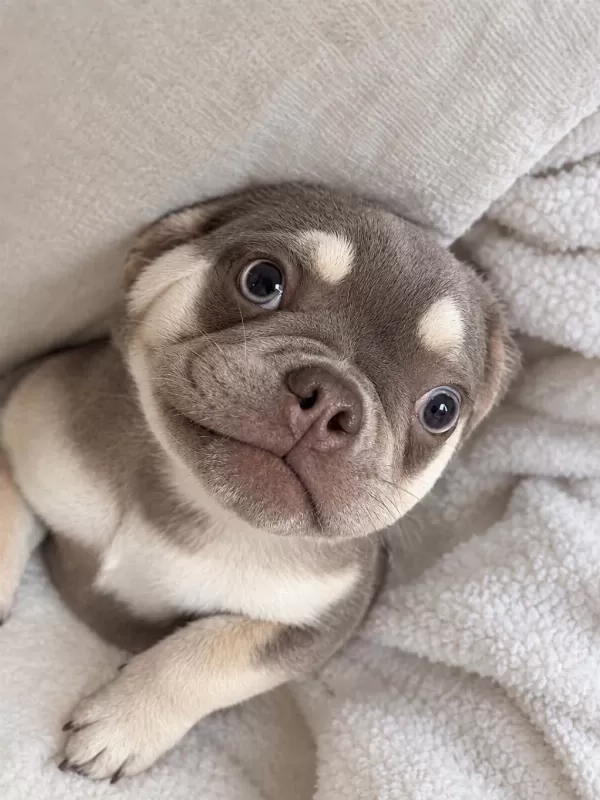 4 Aylık Dişi French Bulldog Lilac Ve Tan