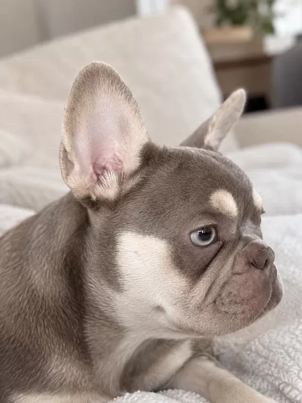 4 Aylık Dişi French Bulldog Lilac Ve Tan