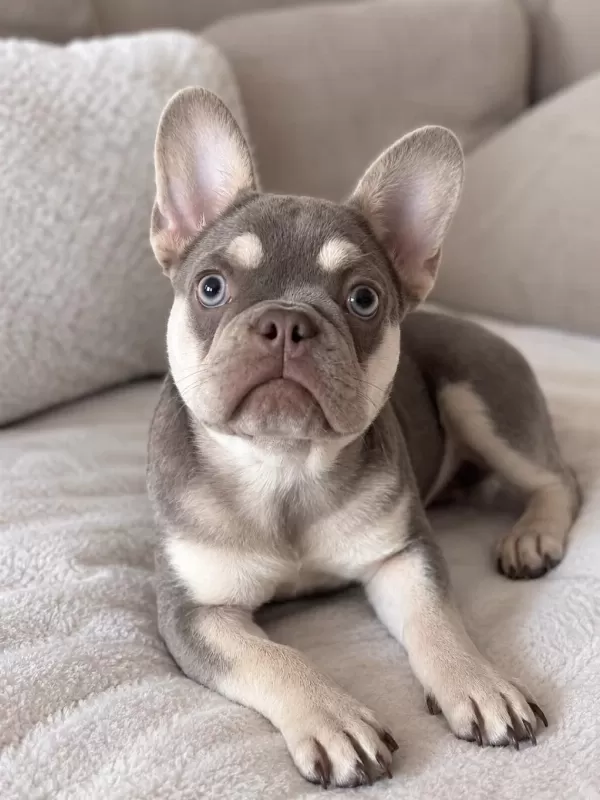 4 Aylık Dişi French Bulldog Lilac Ve Tan