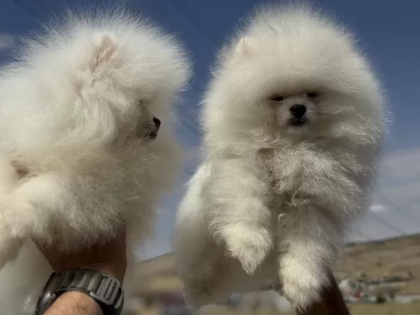 Yasal Ruhsatlı Çiftlikden Pomeranian Boo Yavrular
