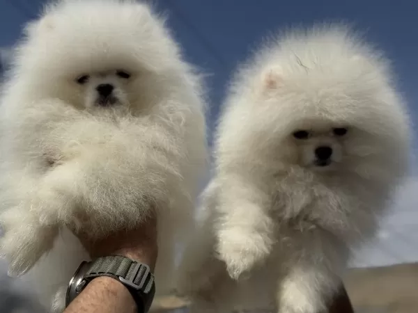 Yasal Ruhsatlı Çiftlikden Pomeranian Boo Yavrular