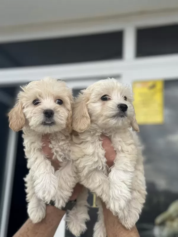 Show Kalite Mini Boy Maltipoo Yavrularımız