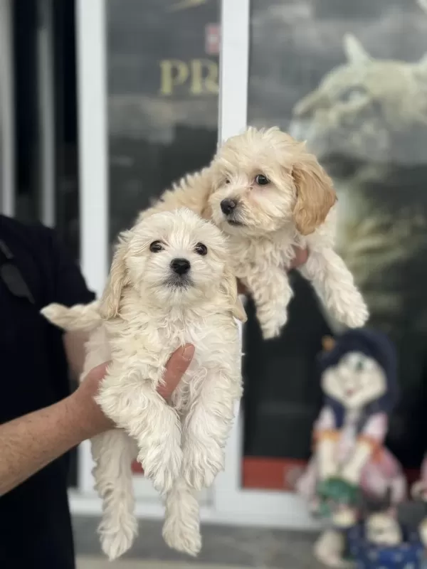 Show Kalite Mini Boy Maltipoo Yavrularımız
