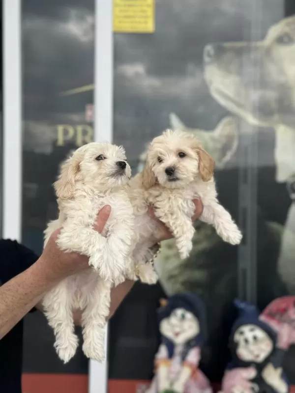 Show Kalite Mini Boy Maltipoo Yavrularımız