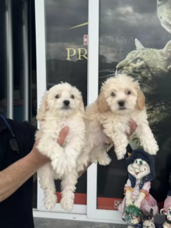 Show Kalite Mini Boy Maltipoo Yavrularımız