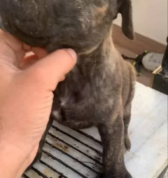 Şampi Yon Torunu Presa Yavrular