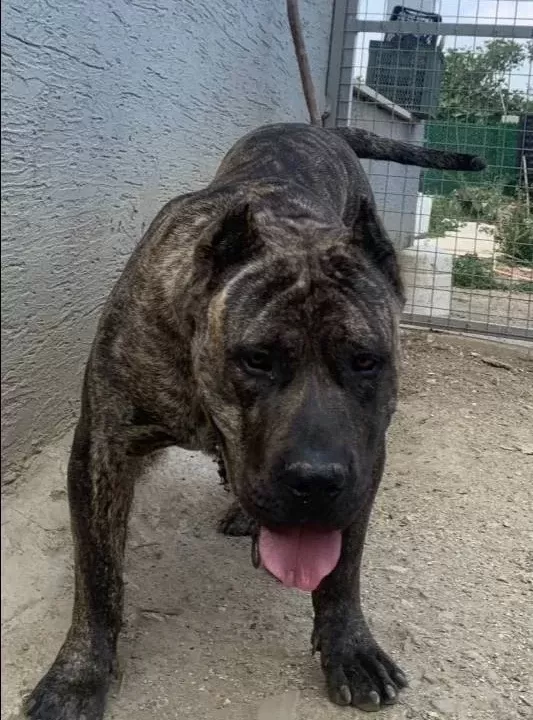 Şampi Yon Torunu Presa Yavrular