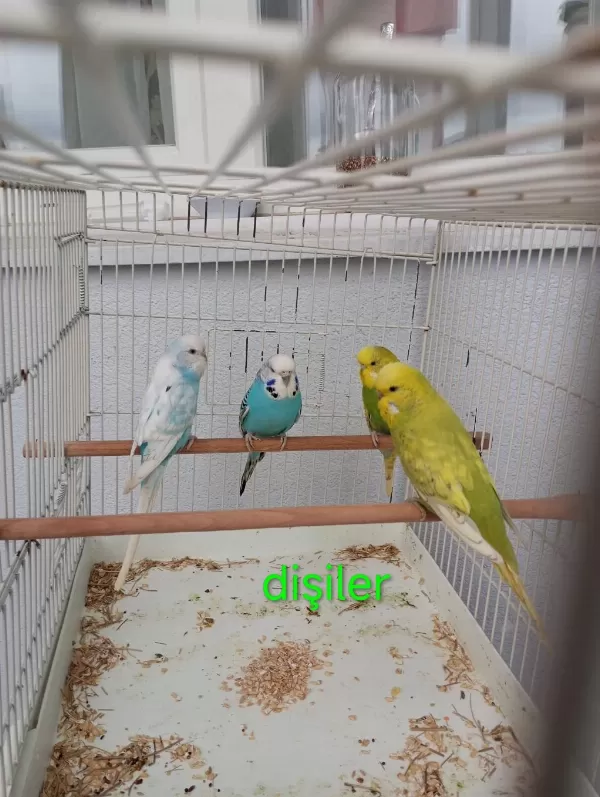 Dişi Ve Erkek Muhabbet Kuşu