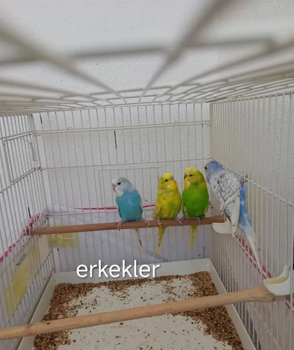 Dişi Ve Erkek Muhabbet Kuşu