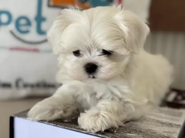 Petmode Köpek Çiftliğinden Tea Cup Kore Kan Maltese