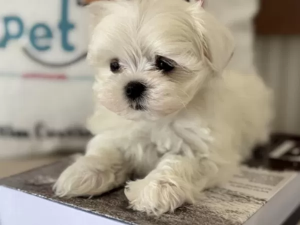 Petmode Köpek Çiftliğinden Tea Cup Kore Kan Maltese