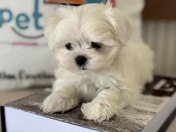 Petmode Köpek Çiftliğinden Tea Cup Kore Kan Maltese