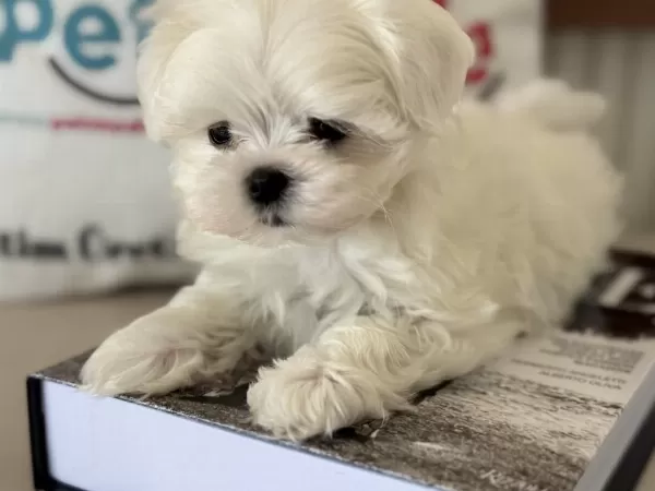Petmode Köpek Çiftliğinden Tea Cup Kore Kan Maltese