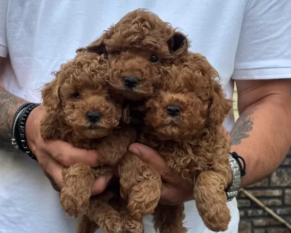 Poodle Akademi