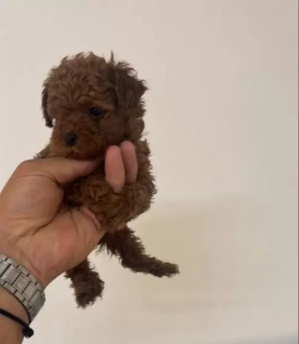 Poodle Akademi