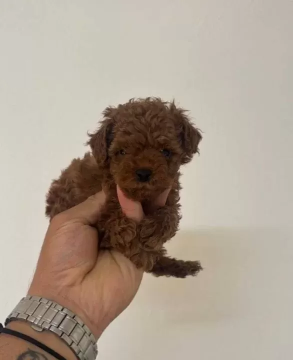 Poodle Akademi