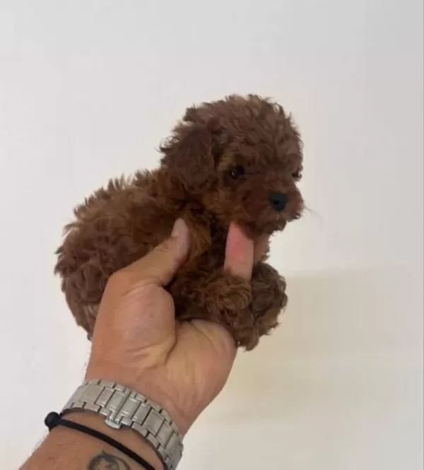 Poodle Akademi