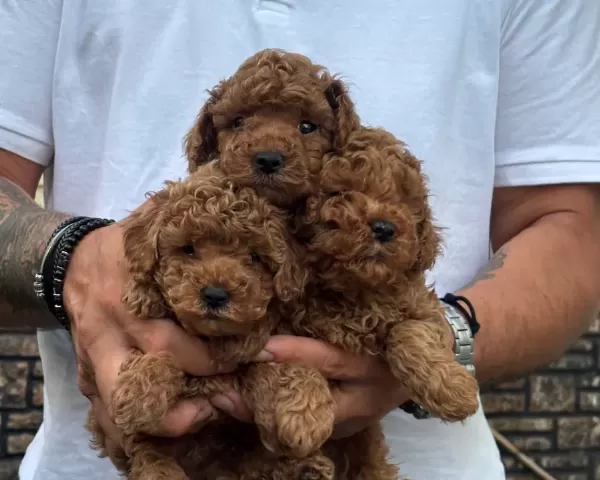 Poodle Akademi