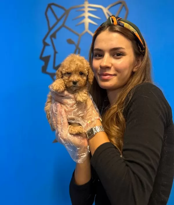 Gerçek Toy Poodle Yavrularımız